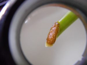 茎から折れたウンベラータに根が生えた？